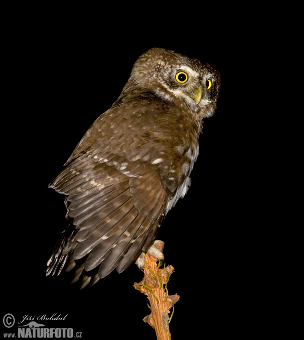 Kuvičok vrabčí (Glaucidium passerinum)