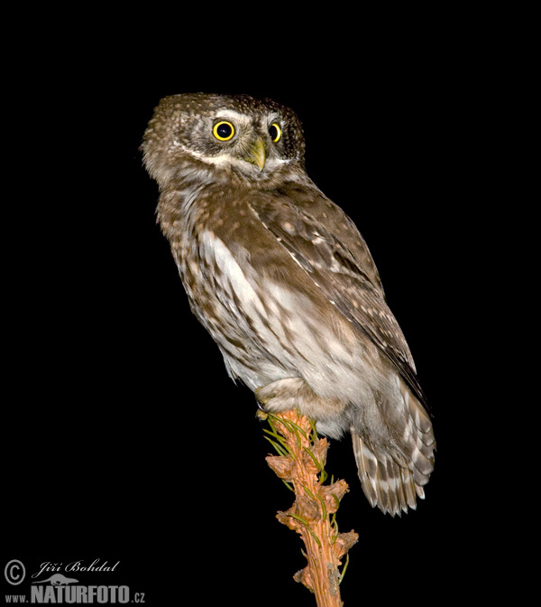 Kuvičok vrabčí (Glaucidium passerinum)