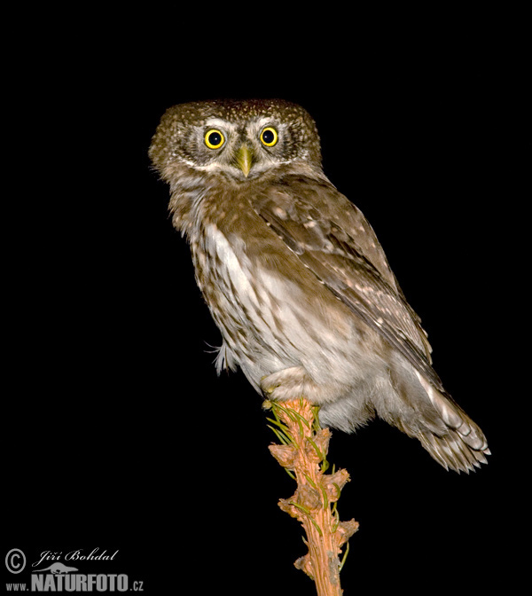 Kuvičok vrabčí (Glaucidium passerinum)