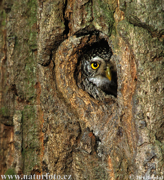 Kuvičok vrabčí (Glaucidium passerinum)