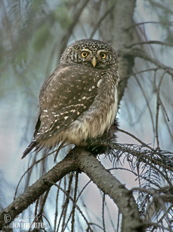 Kuvičok vrabčí (Glaucidium passerinum)