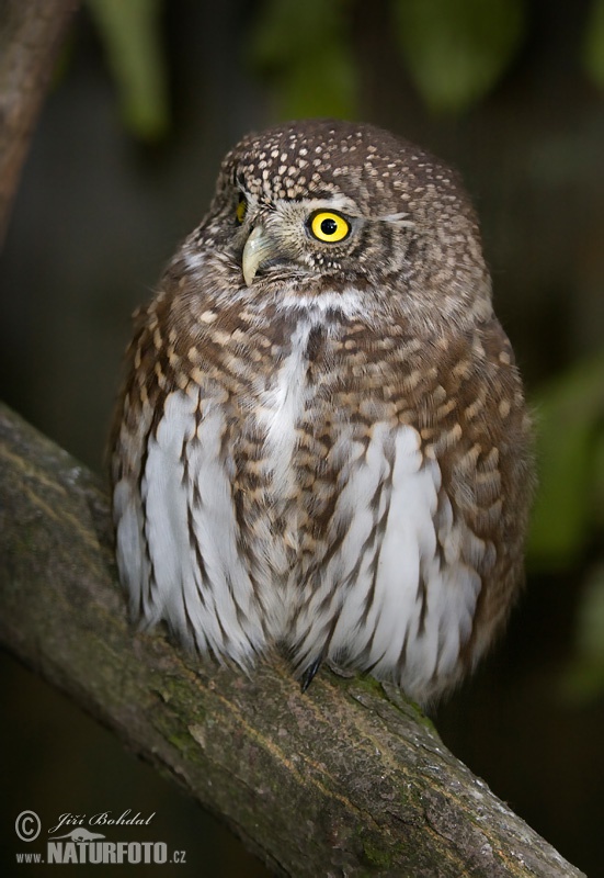 Kuvičok vrabčí (Glaucidium passerinum)