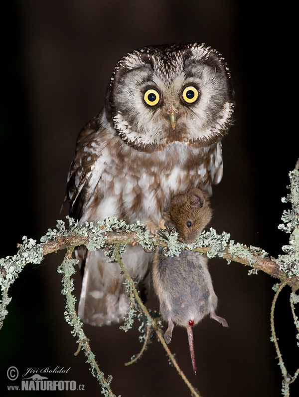 Kuvik kapcavý (Aegolius funereus)