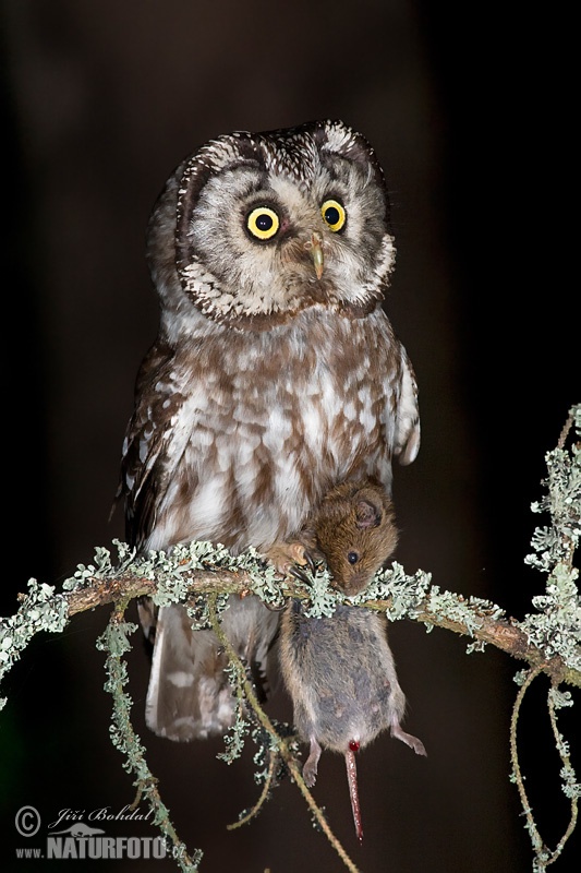 Kuvik kapcavý (Aegolius funereus)