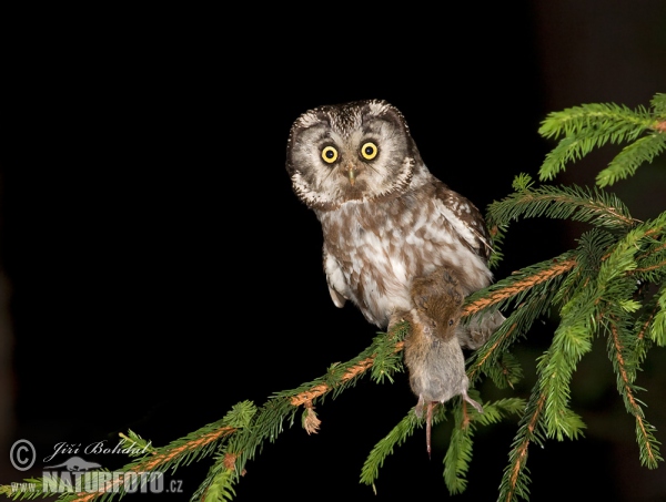 Kuvik kapcavý (Aegolius funereus)