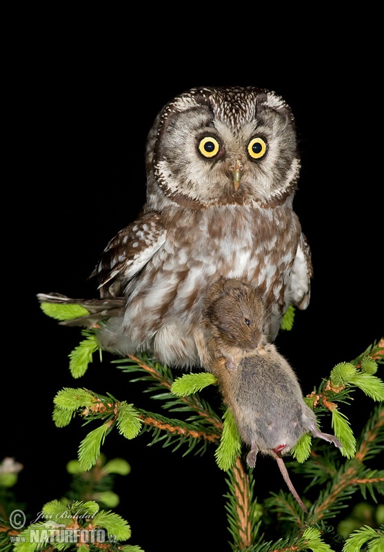 Kuvik kapcavý (Aegolius funereus)