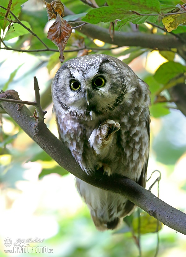 Kuvik kapcavý (Aegolius funereus)