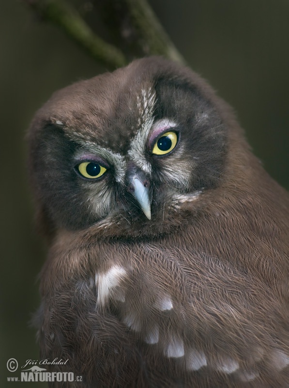 Kuvik kapcavý (Aegolius funereus)