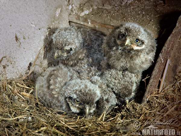 Kuvik plačlivý obyčajný (Athene noctua)
