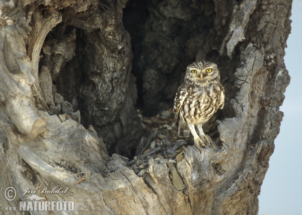 Kuvik plačlivý obyčajný (Athene noctua)