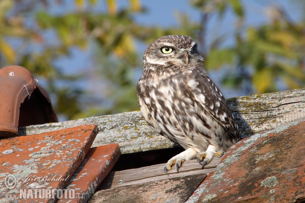 Kuvik plačlivý obyčajný (Athene noctua)