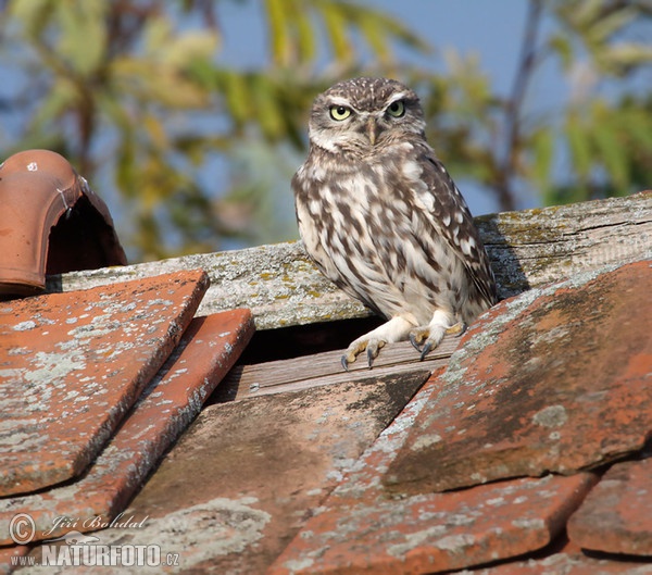 Kuvik plačlivý obyčajný (Athene noctua)