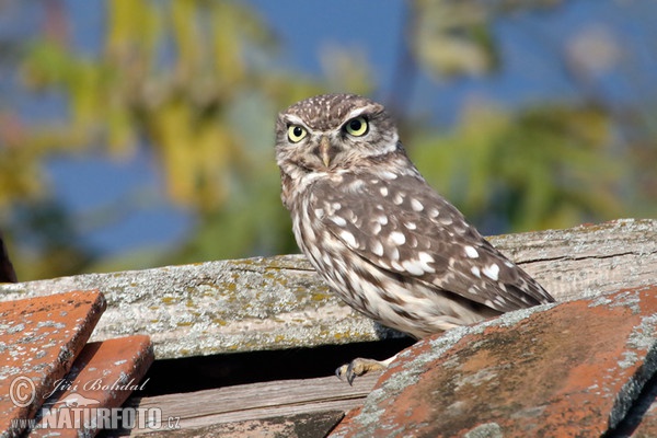 Kuvik plačlivý obyčajný (Athene noctua)