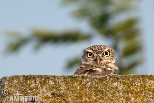 Kuvik plačlivý obyčajný (Athene noctua)