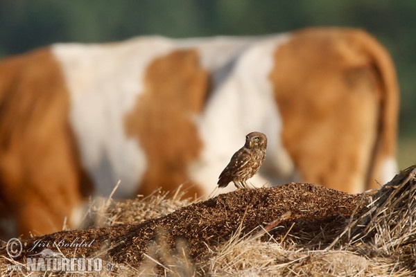 Kuvik plačlivý obyčajný (Athene noctua)