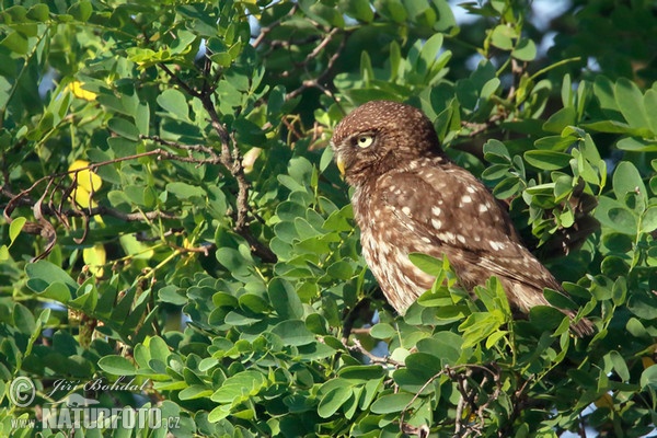 Kuvik plačlivý obyčajný (Athene noctua)