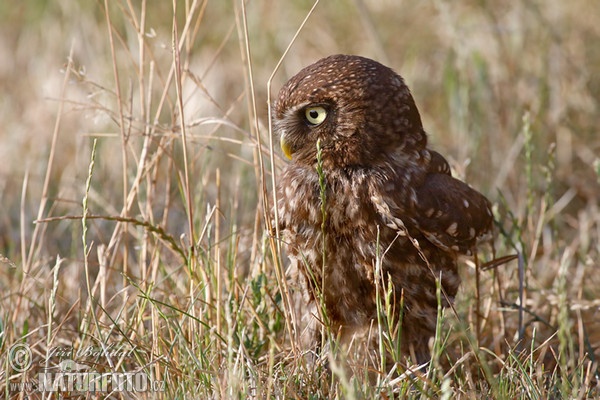 Kuvik plačlivý obyčajný (Athene noctua)