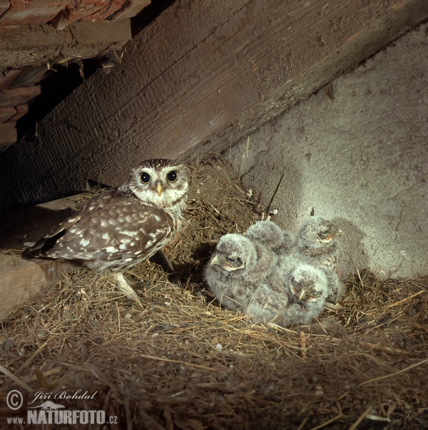 Kuvik plačlivý obyčajný (Athene noctua)