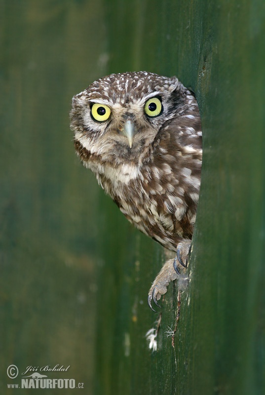 Kuvik plačlivý obyčajný (Athene noctua)