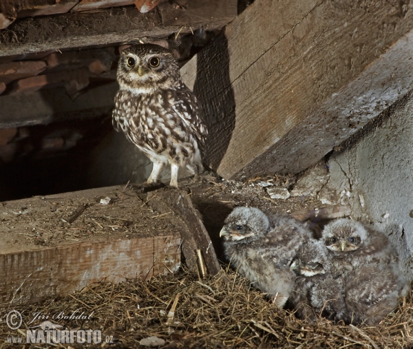 Kuvik plačlivý obyčajný (Athene noctua)