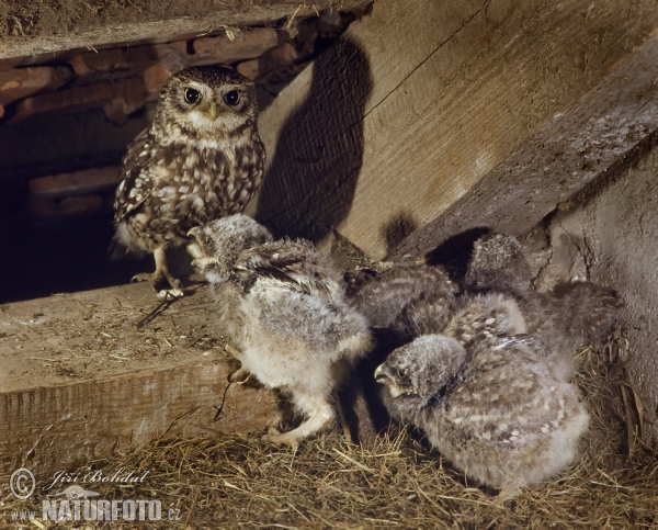 Kuvik plačlivý obyčajný (Athene noctua)