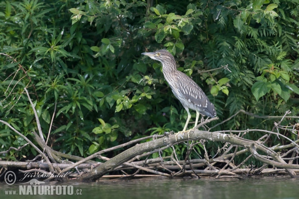 Kvakoš noční (Nycticorax nycticorax)