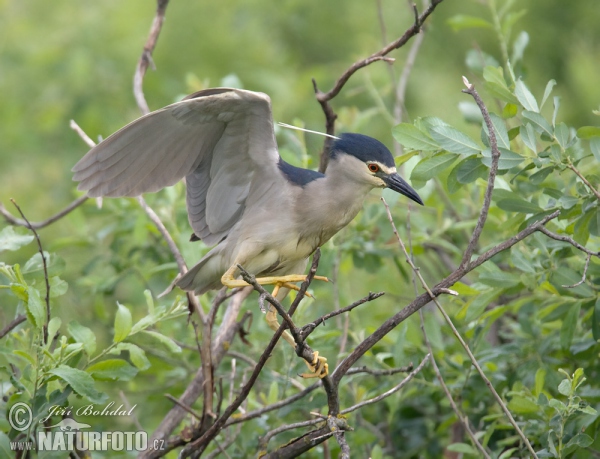 Kvakoš noční (Nycticorax nycticorax)