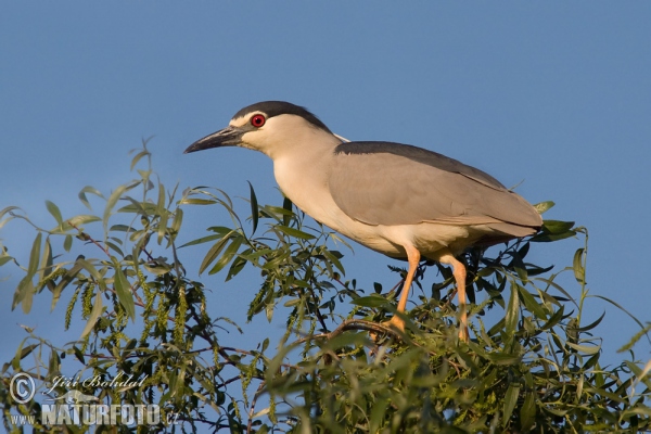 Kvakoš noční (Nycticorax nycticorax)