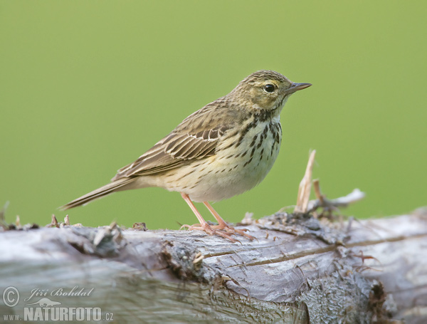 Labtuška hôrna lesná (Anthus trivialis)