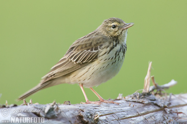 Labtuška hôrna lesná (Anthus trivialis)