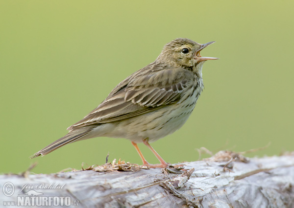 Labtuška hôrna lesná (Anthus trivialis)