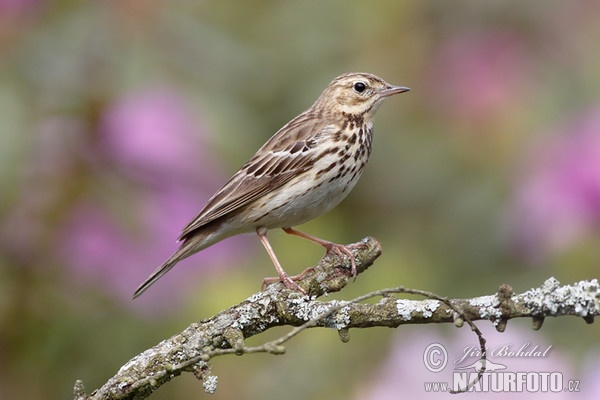 Labtuška hôrna lesná (Anthus trivialis)