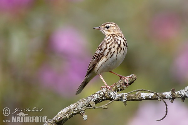 Labtuška hôrna lesná (Anthus trivialis)