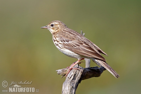 Labtuška hôrna lesná (Anthus trivialis)