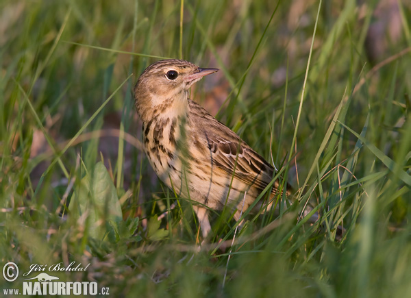 Labtuška hôrna lesná (Anthus trivialis)