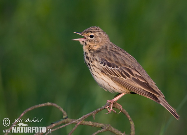 Labtuška hôrna lesná (Anthus trivialis)