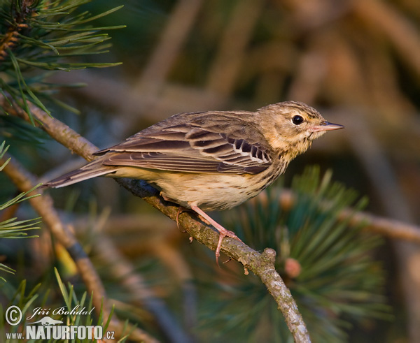 Labtuška hôrna lesná (Anthus trivialis)