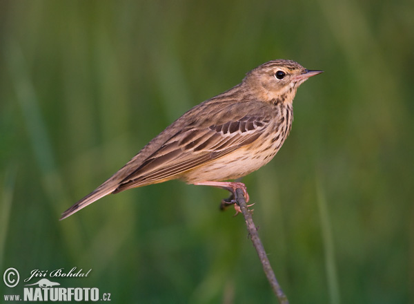 Labtuška hôrna lesná (Anthus trivialis)