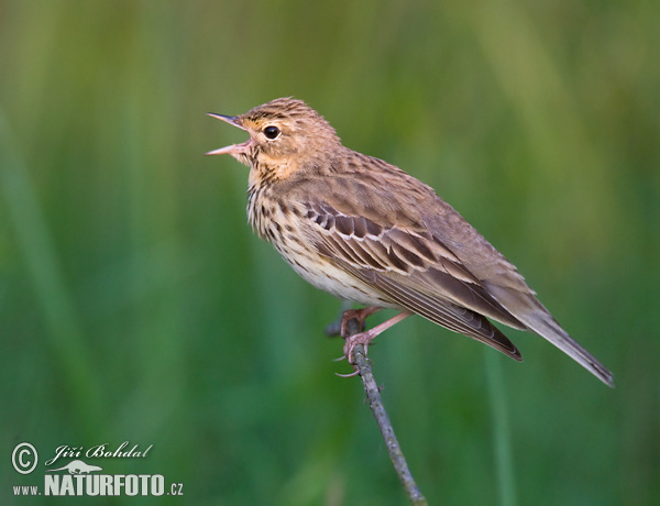 Labtuška hôrna lesná (Anthus trivialis)