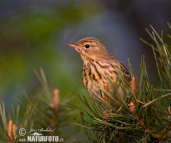 Labtuška hôrna lesná (Anthus trivialis)