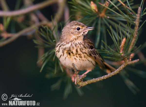 Labtuška hôrna lesná (Anthus trivialis)