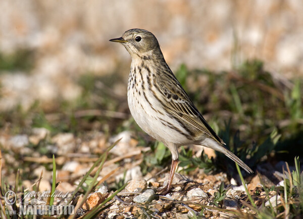 L'abtuška lúčna (Anthus pratensis)