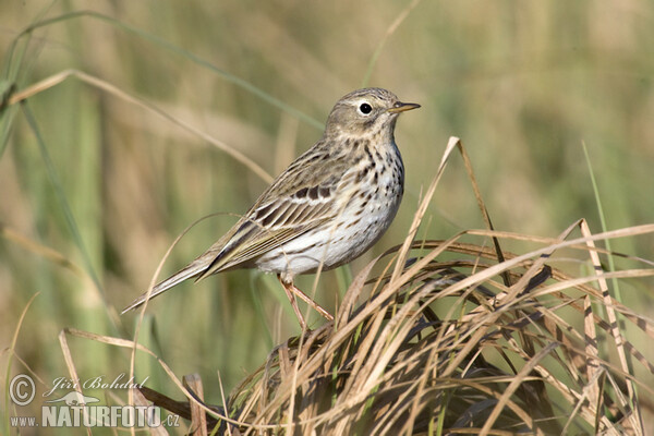 L'abtuška lúčna (Anthus pratensis)