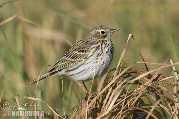 L'abtuška lúčna (Anthus pratensis)