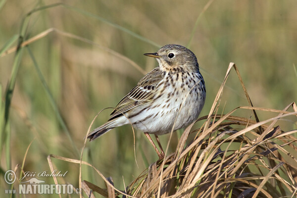 L'abtuška lúčna (Anthus pratensis)