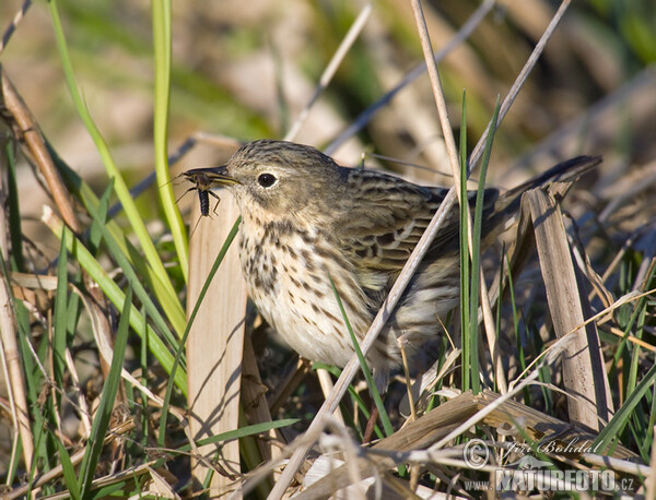 L'abtuška lúčna (Anthus pratensis)