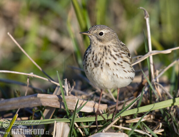 L'abtuška lúčna (Anthus pratensis)