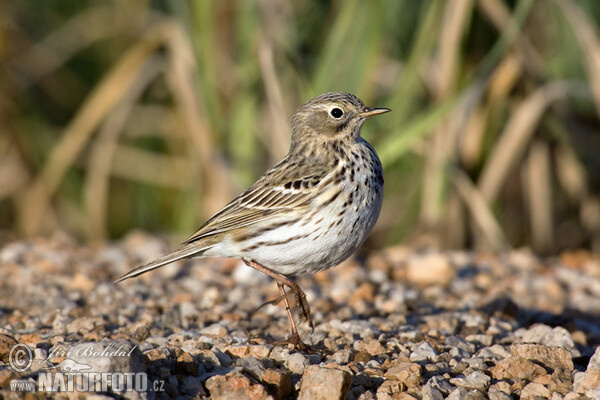 L'abtuška lúčna (Anthus pratensis)