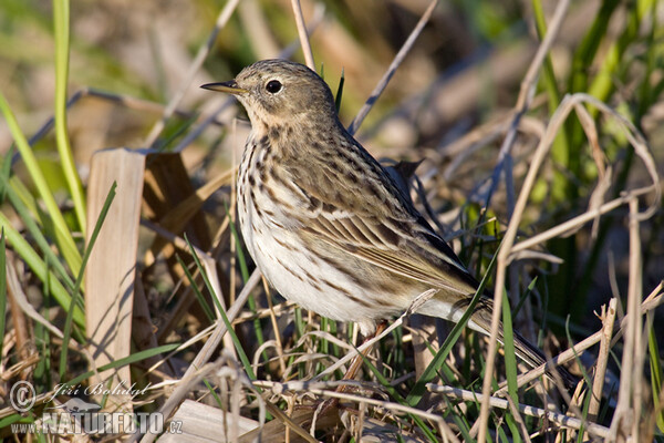 L'abtuška lúčna (Anthus pratensis)