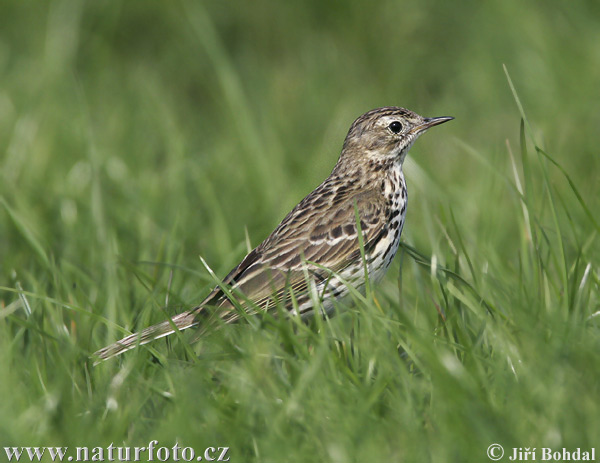 L'abtuška lúčna (Anthus pratensis)
